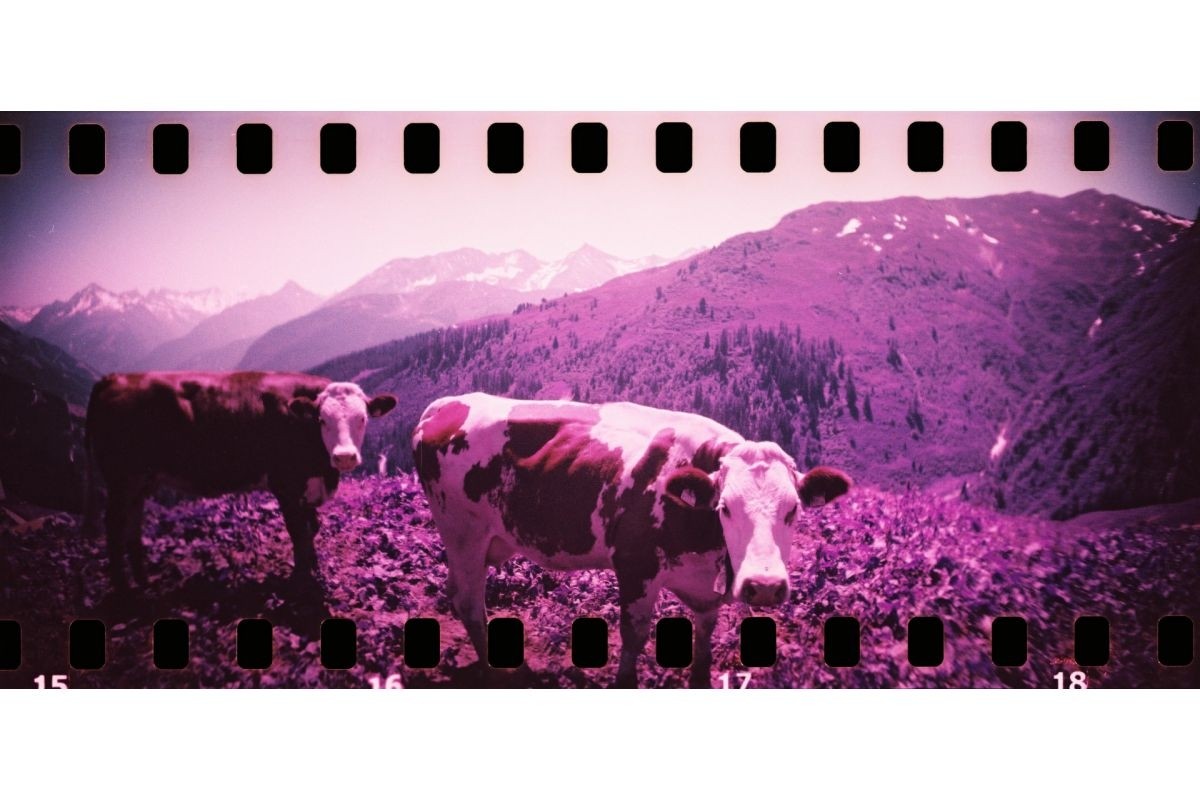 Sprocket Rocket 35 mm Panoramic Camera Bittersweet