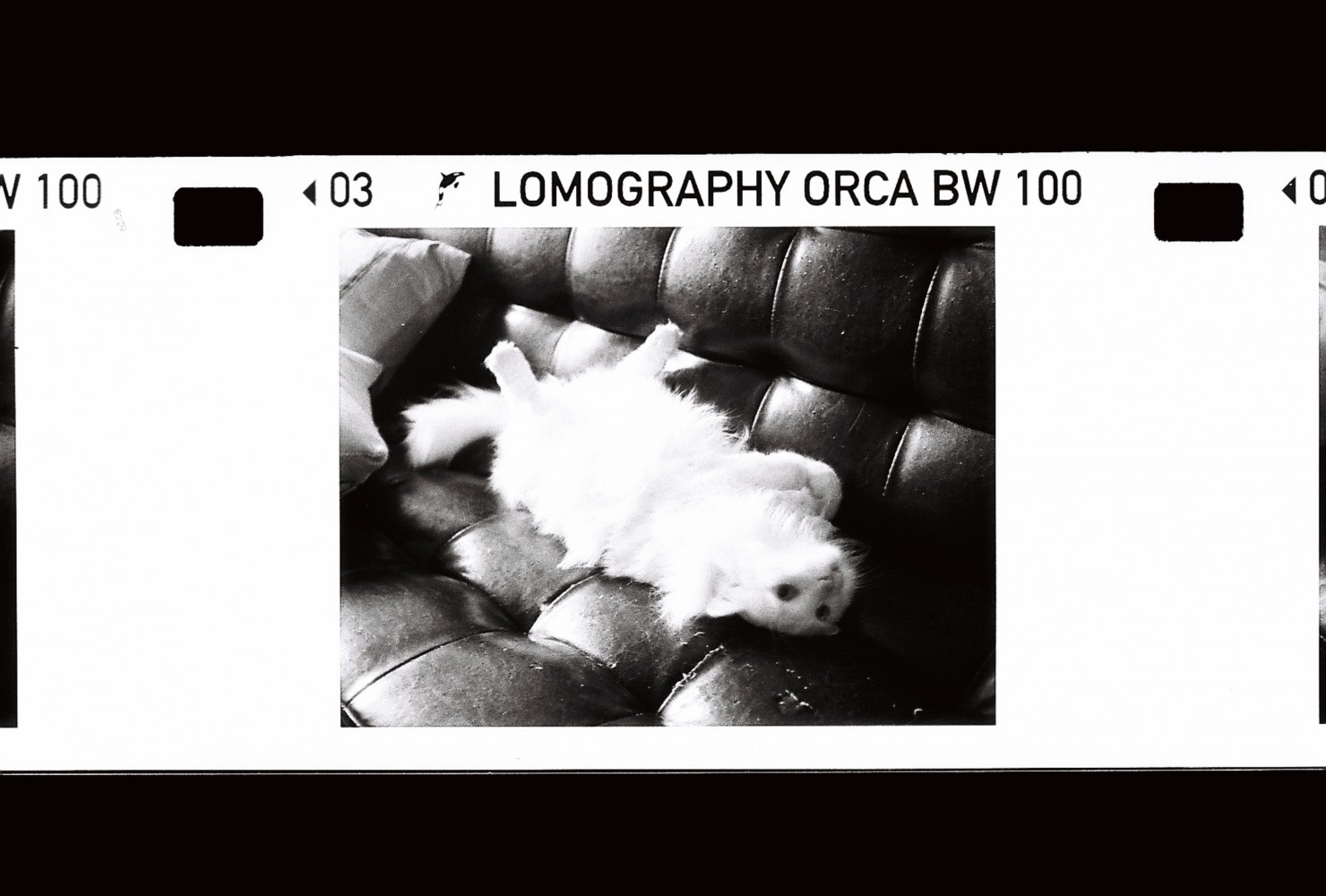 Lomography B&W Orca 100 iso 110