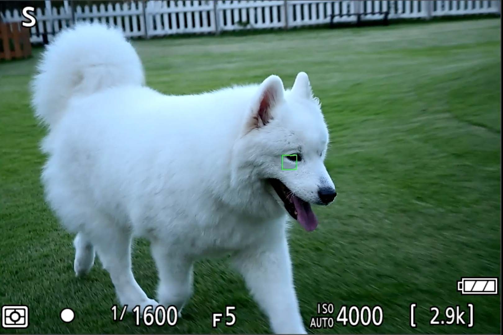 Dog running in garden to demonstrate autofocus with the Nikon Z50II
